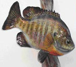 taxidermy